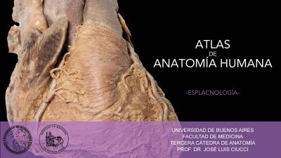 Portada de Atlas UBA Cátedra 3 - Esplacnología - copia anillada impresa a color en hoja A4