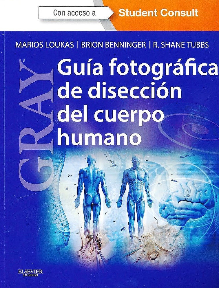 Gray Disección